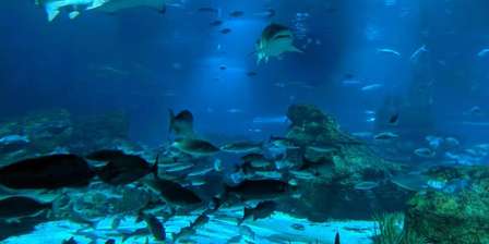 L'Aquarium de Barcelona