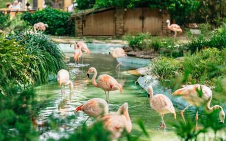 Barcelone : billet 1 jour pour le zoo de Barcelone