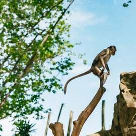 Barcelona: 1-Tagesticket für den Zoo von Barcelona