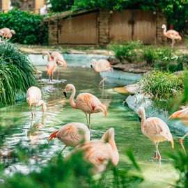 Barcelona: 1-Tagesticket für den Zoo von Barcelona