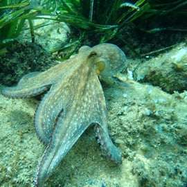 Caiaque e snorkel na Costa Brava, com saltos de penhasco