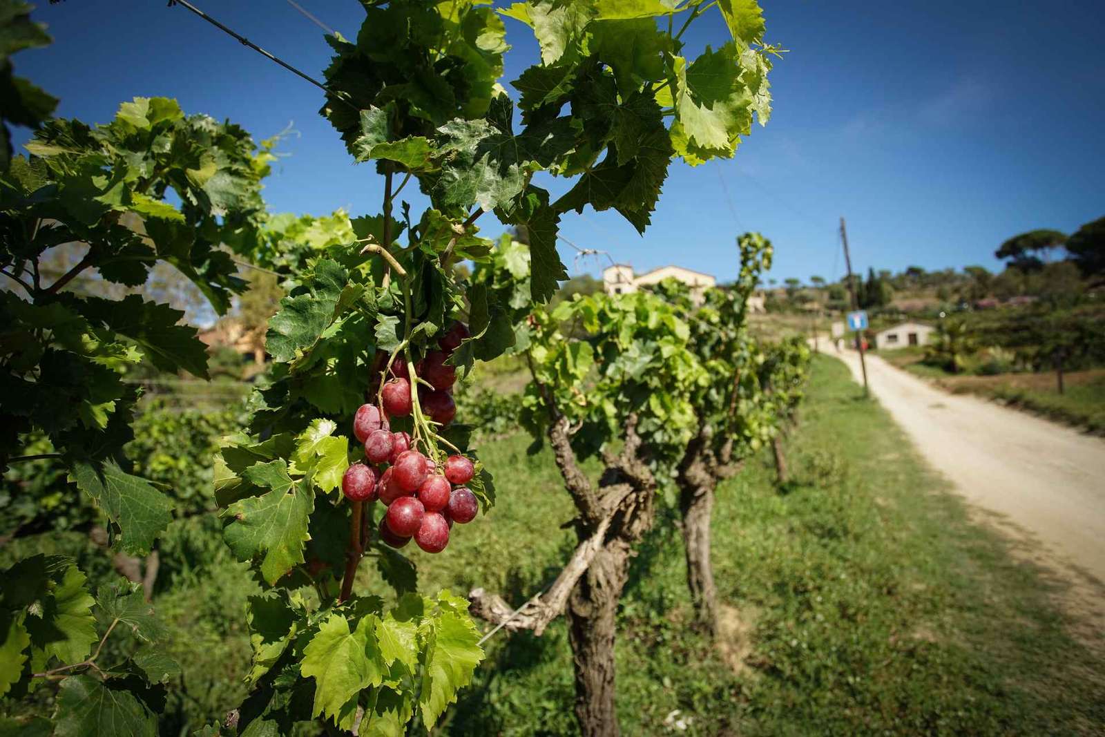 Au départ de Barcelone : Voile et dégustation de vins