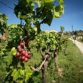Au départ de Barcelone : Voile et dégustation de vins